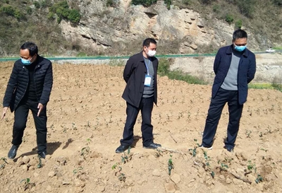 縣農業農村局“四個到位”抓實春季農業生產 農業信息咨詢