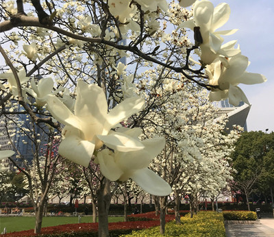 春暖花開，魔都游產品豐富多彩 入境旅游業務厚積薄發
